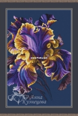 Night Tango Iris by Anna Kuznetsova