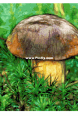 Better Cross Stitch - Mushroom - Free