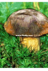 Better Cross Stitch - Mushroom - Free