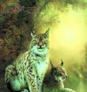 HAED - HAEBES 25790 Two Lynxes by Bente Schlick
