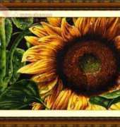 100802 DOME Sunflower