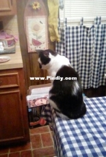 My cat Groucho waiting for food