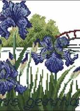 Eva Rosenstand 12-303 Iris germanica .pat