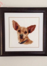 Chihuahua