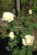 Flowers in the country!