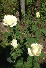 Flowers in the country!