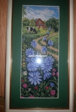 Panna  - Wild Chicory