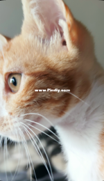 Have you met Scooty?