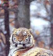 Laura Stitch - ANIM 021 - Tiger