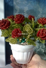 roses