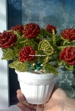 roses