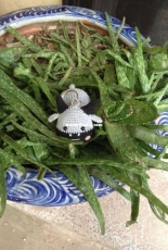 Small buffalo