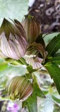 Astrantia