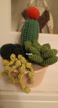 Cactus terrarium 3