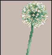 DMC Alliums in Vase Solitary Floral