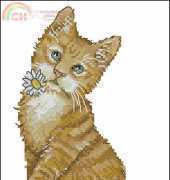 DMC Best Friends K5423 Ginger Kitten XSD