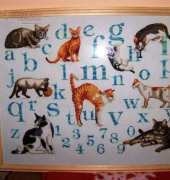 abc de chats   anchor