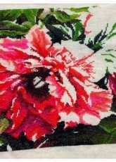 Dimensions - Coral Peonies