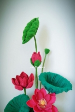 sacred lotus