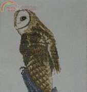 Tasmanian Masked Owl