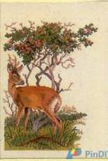 Eva Rosenstand 12-561 - Deer