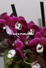 Orchids are my second hobby: Phal. no-named