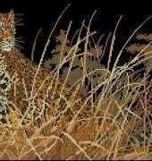 Dimensions 3894 The Leopard Hunts Alone