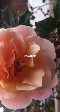 A rose from my garden