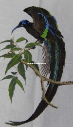 Bird of Paradise.