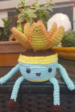 Succulent