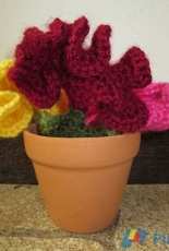 Erica Bennett - Cockscomb Ornamental Flower - Free
