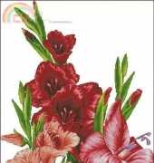 PP&BANDAC 102 - The gladiolus2