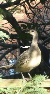 Mrs Pheasant got lost
