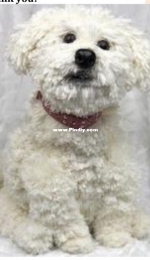 Ambercraftstore - Tatjana Ozolina - Maltese Dog