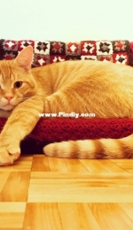 Kitty Couch - cat couch