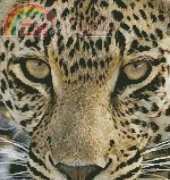 Artecy - Leopard Close Up