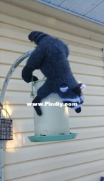 Claire Garlands racoon
