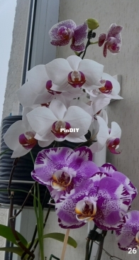January orchid blooms