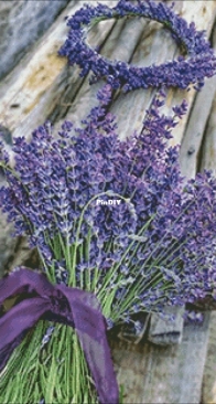 Lavender Bouquet by Elena Petrova
