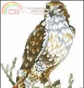 SC Red Tail Hawk