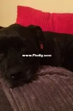 My furbaby Cookie