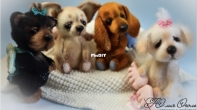 Julia Ogol - Julia Yu Ogol - Little Angels - 4 Puppy Dogs - Chihuahua, Dachshund, Yorkshire Terrier, Lapdog Bichon