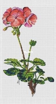 Geranium by Ekaterina Volkova XSD