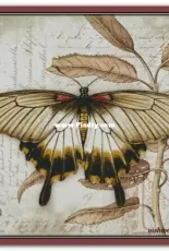 Chimera - Butterfly Vintage 3 by Jane Shasky