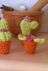 mini cactus