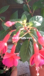 Fucsias