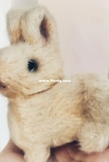 bunny