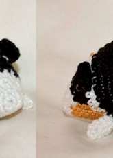 guinea pig