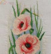 poppies