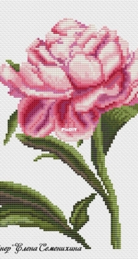 Peony by Elena Semenihina/Semenikhina -Free